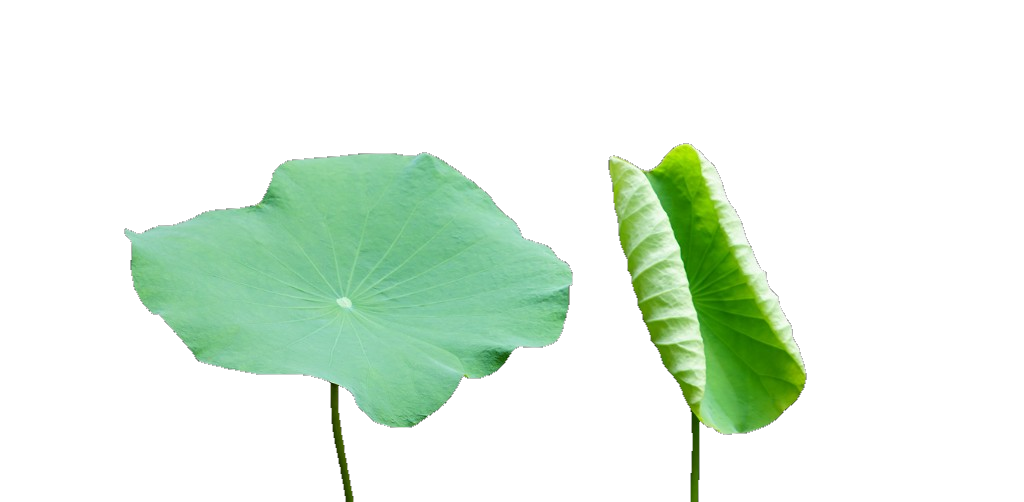 Two green lotus leaves on black, one open and one partly folded